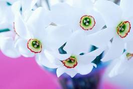 Obraz na płótnie świeży narcyz roślina kwiat natura