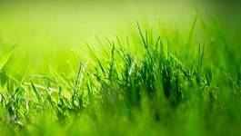 Fotoroleta słońce trawa ogród
