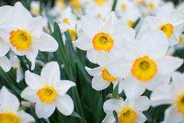 Fotoroleta kwitnący kwiat ogród narcyz żółty