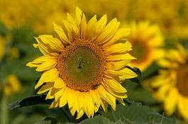 Obraz na płótnie olej kwiat rolnictwo słońce słonecznik