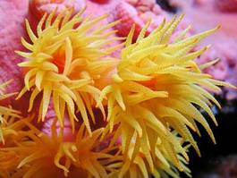 Fotoroleta filipiny koral podwodne zwierzę