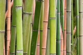 Naklejka stajnia trawa tropikalny roślina bambus