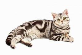 Fototapeta amerykański krótkowłosy kot