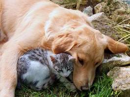 Fotoroleta kot zwierzę pies chronić przyjaciel
