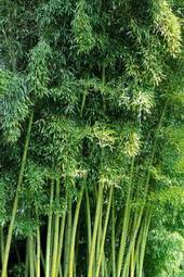 Obraz na płótnie krzew natura warzywo las spokojny
