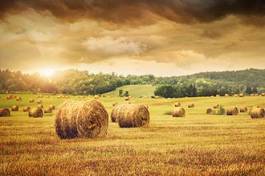 Fotoroleta pszenica ziarno słońce trawa