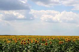 Fototapeta europa słonecznik kwiat roślina słońce