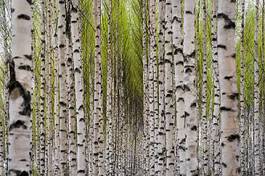 Fotoroleta pejzaż natura drzewa las