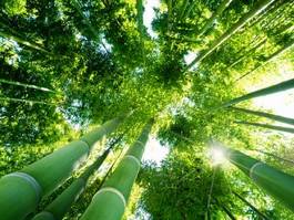 Plakat japonia ogród bambus