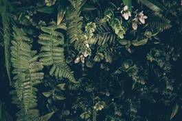 Obraz na płótnie lato dżungla szczyt roślina widok