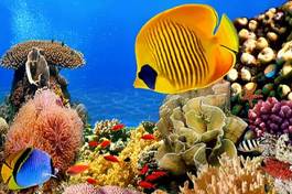 Obraz na płótnie tropikalny ryba zwierzę raj morze