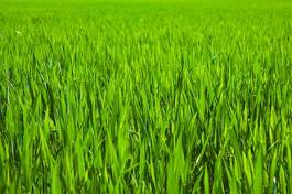Fotoroleta łąka zdrowy zboże pastwisko