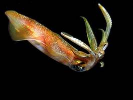 Naklejka rafa natura podwodne owoce morza kalmar