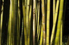 Plakat roślina bambus zen