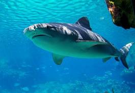 Obraz na płótnie ryba woda rekin zwierzę natura