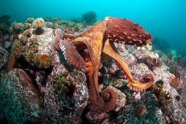 Naklejka morze woda podwodne kalmar natura
