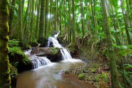 Fotoroleta las roślinność hawaje kaskada