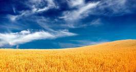 Obraz na płótnie natura rolnictwo wiejski pszenica