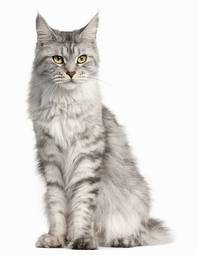 Plakat ssak kot zwierzę portret ładny
