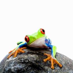 Fototapeta płaz ładny żaba natura wyglądający