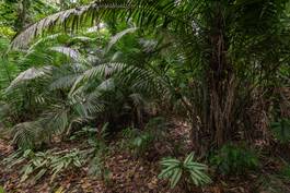 Naklejka dżungla tropikalny roślinność