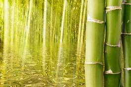 Fotoroleta japoński las spokojny bambus
