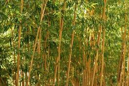 Plakat bambus zen roślina natura azjatycki