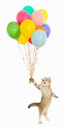 Obraz na płótnie kot z kolorowymi balonami