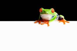 Obraz na płótnie płaz żaba natura