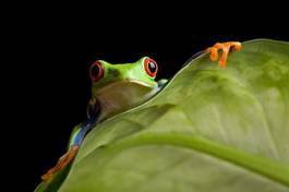 Obraz na płótnie żaba ładny płaz natura środowisko