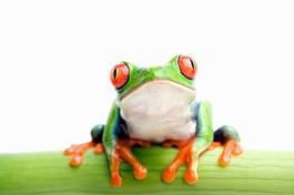 Naklejka ładny płaz natura żaba
