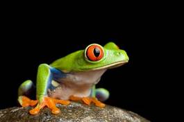 Fotoroleta ładny żaba oko płaz
