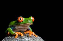Fotoroleta żaba tropikalny płaz natura oko