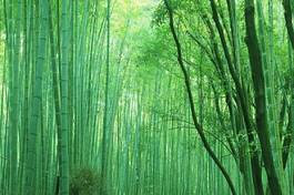 Naklejka bambus azja orientalne japonia krajobraz