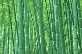 Naklejka azja bambus orientalne