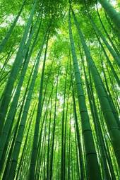 Plakat azja bambus japonia orientalne