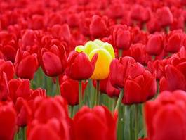 Obraz na płótnie kwiat wiejski pejzaż tulipan ogród