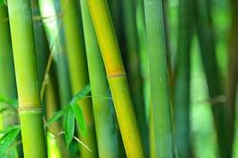 Fotoroleta bambus dżungla roślina wschód wzór