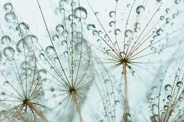 Fotoroleta kwitnący piękny pąk woda świeży