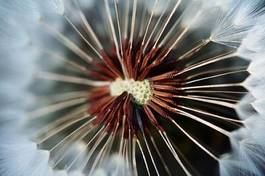 Fotoroleta mniszek roślina kwiat suflet