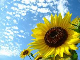 Fotoroleta kwiat roślina niebo błękitne niebo słońce