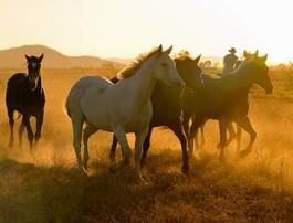 Obraz na płótnie wieś klacz australia koń