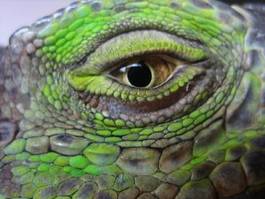 Plakat oko dinozaur gadowi iguana