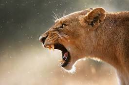 Obraz na płótnie drapieżna lwica