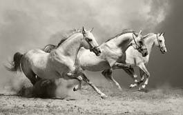 Fotoroleta ruch grzywa koń dziki