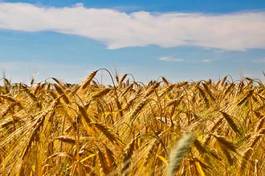 Naklejka łąka wiejski zdrowy lato mąka