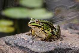 Fotoroleta natura woda oko żaba trawa