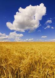 Fototapeta jęczmień pole rolnictwo krajobraz niebo