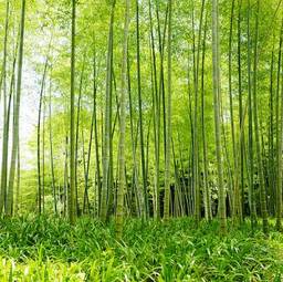 Naklejka chiny japonia azjatycki bambus