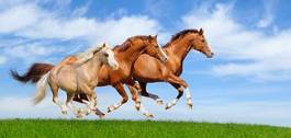 Fototapeta koń niebo ssak trawa